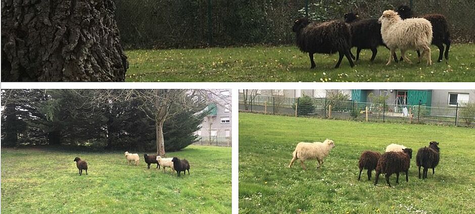 Moutons d'Ouessant - éco-paturage à La Tauvrais - Agrandir l'image (fenêtre modale)