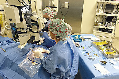 Agrandir l'image, fenêtre modale